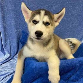 Siberian Husky