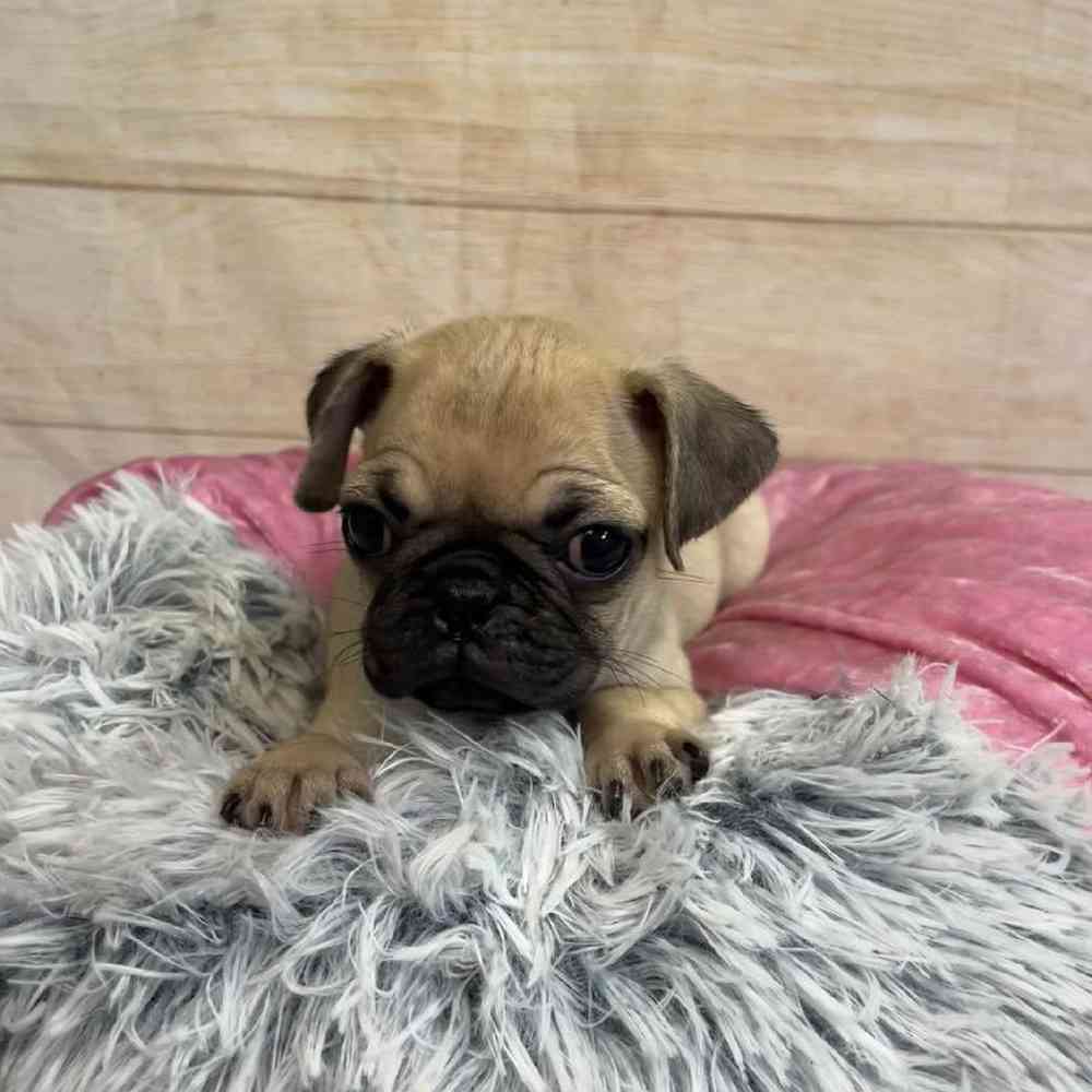 Image of a pet breed in the gallery