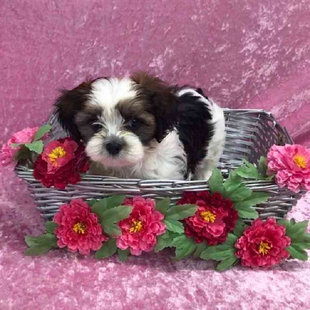 carousel pet images