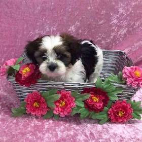 Havanese