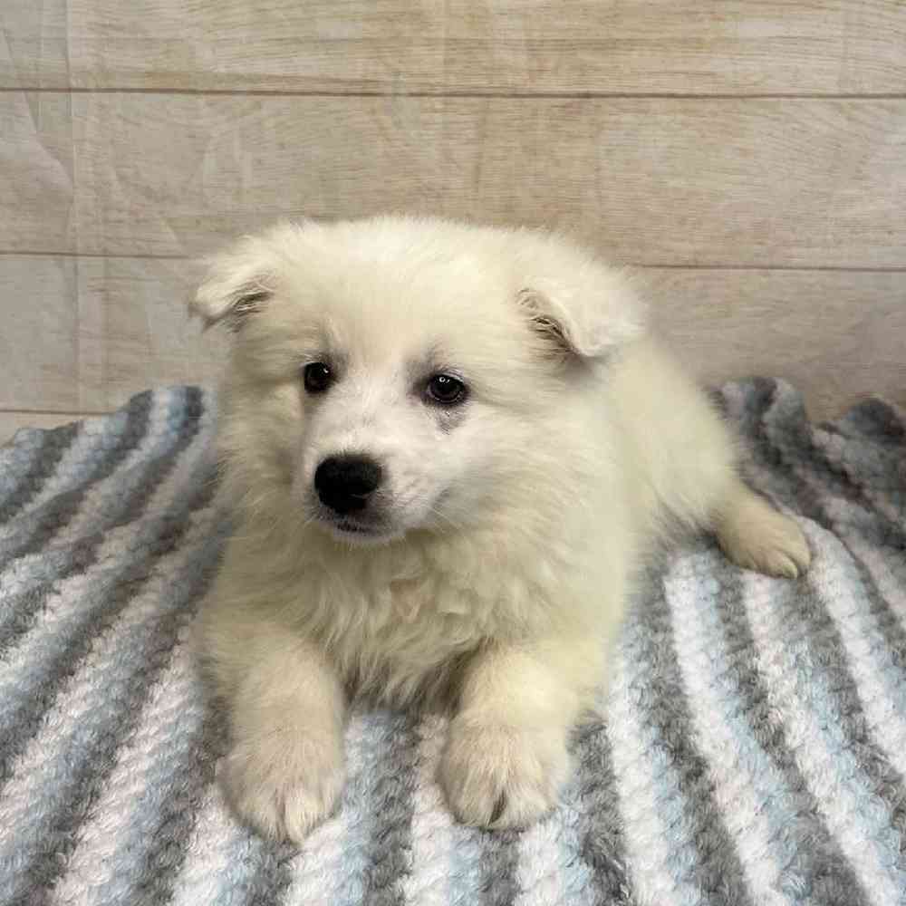 Image of a pet breed in the gallery
