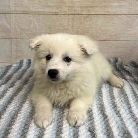American Eskimo