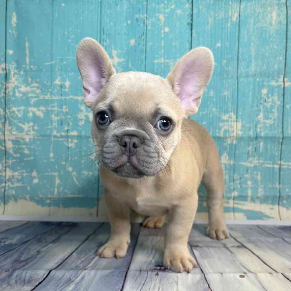 Image of a pet breed in the gallery