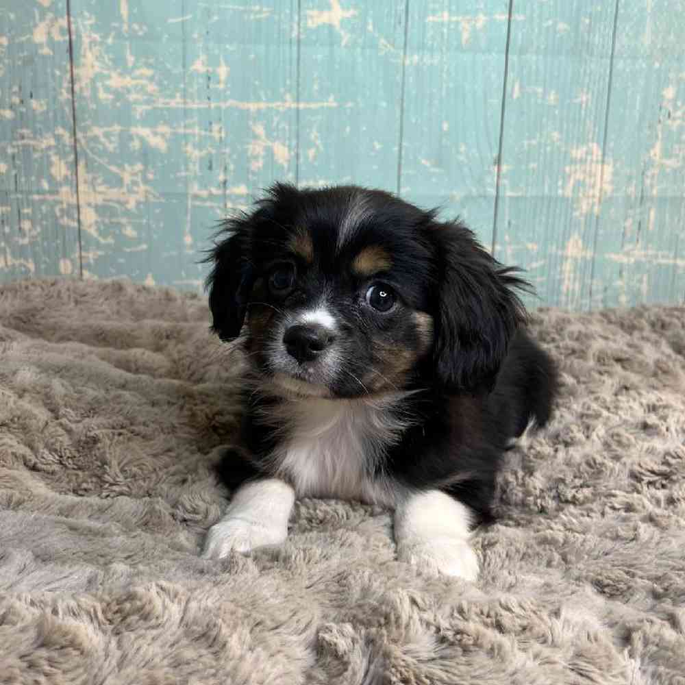 carousel pet images