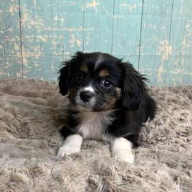 Miniature Australian Shepherd/Cavalier King Charles Spaniel