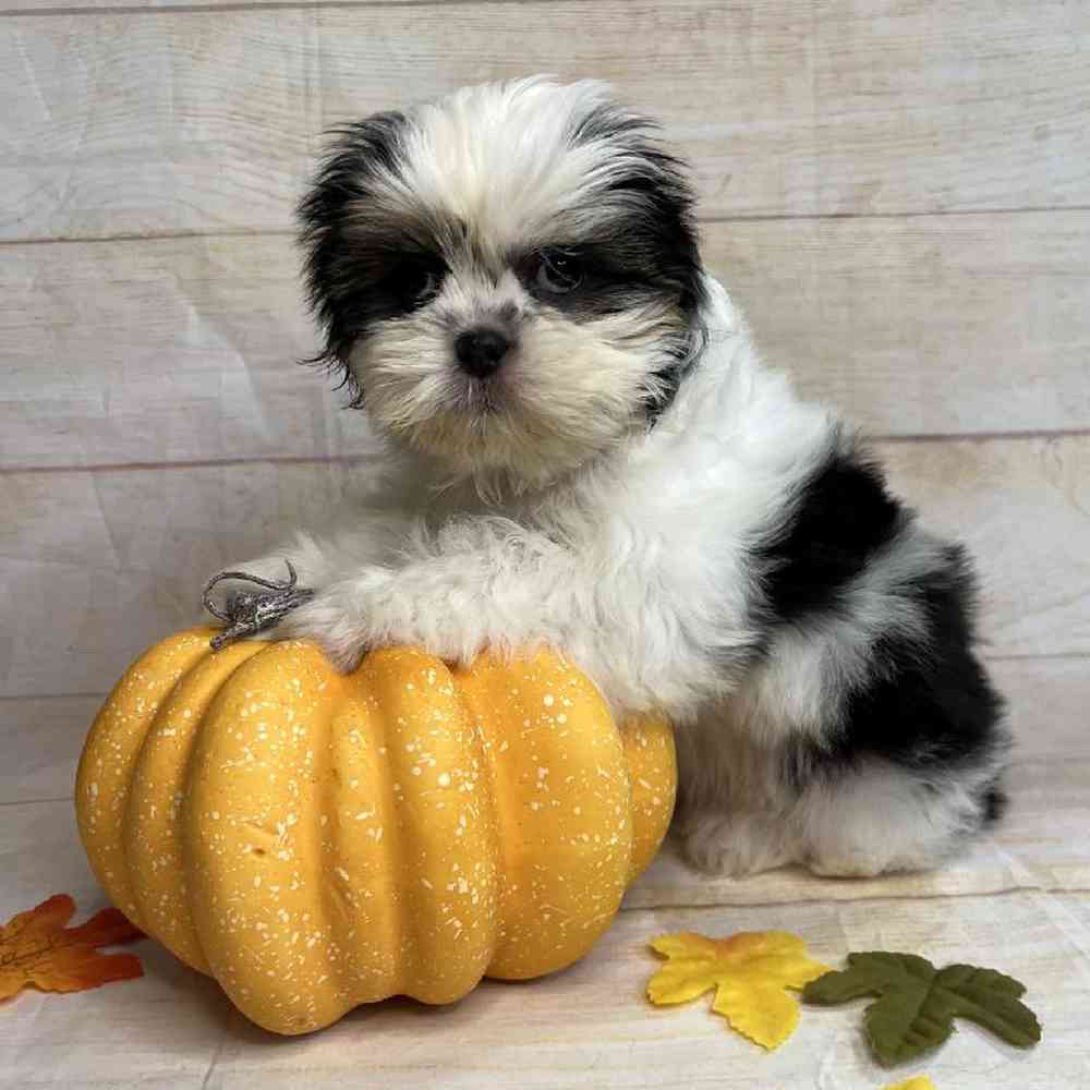 carousel pet images