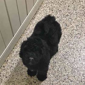 Soft Coated Wheaten Terrier/ Poodle