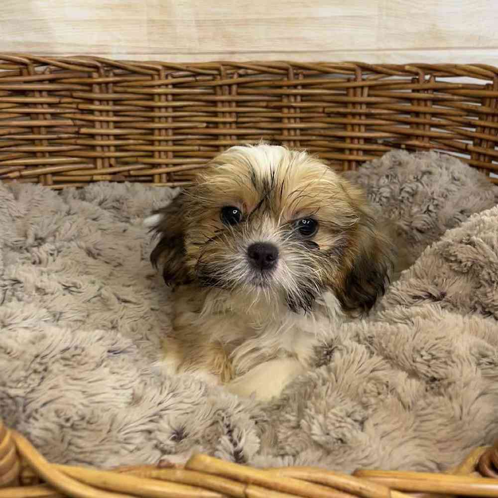 Image of a pet breed in the gallery