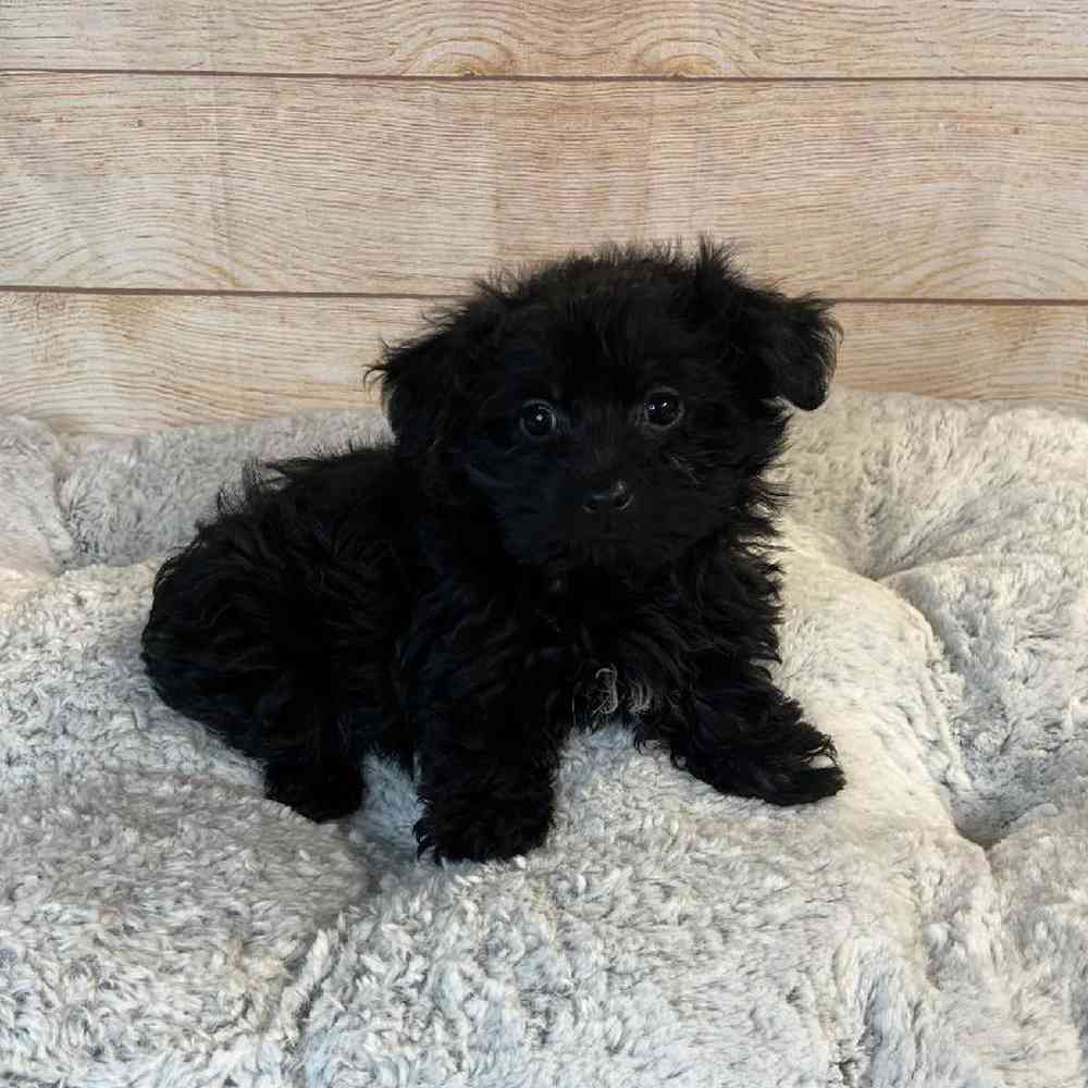 Male Yorkshire Terrier/Poodle Puppy for Sale in OMAHA, NE