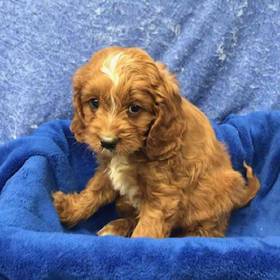 Cavalier King Charles/Poodle