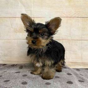 Yorkshire Terrier