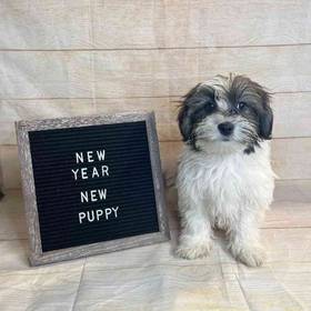 Havanese
