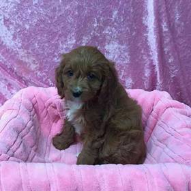Cavalier King Charles/Poodle