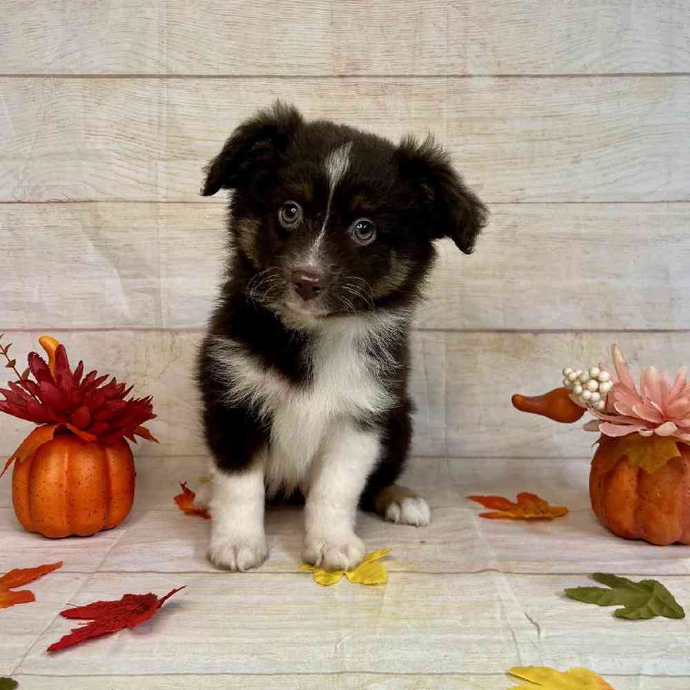 carousel pet images