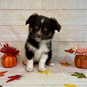 Miniature Australian Shepherd