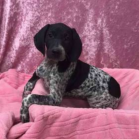German Shorthaired Pointer