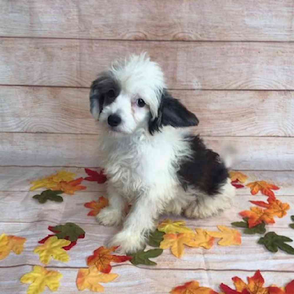 Havanese / Poodle / Chinese Crested Puppies for sale Tullys Kennels