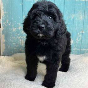 Bernese Mountain Dog/Poodle