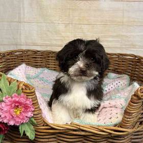 Maltese-Poodle