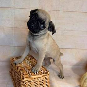 Pug