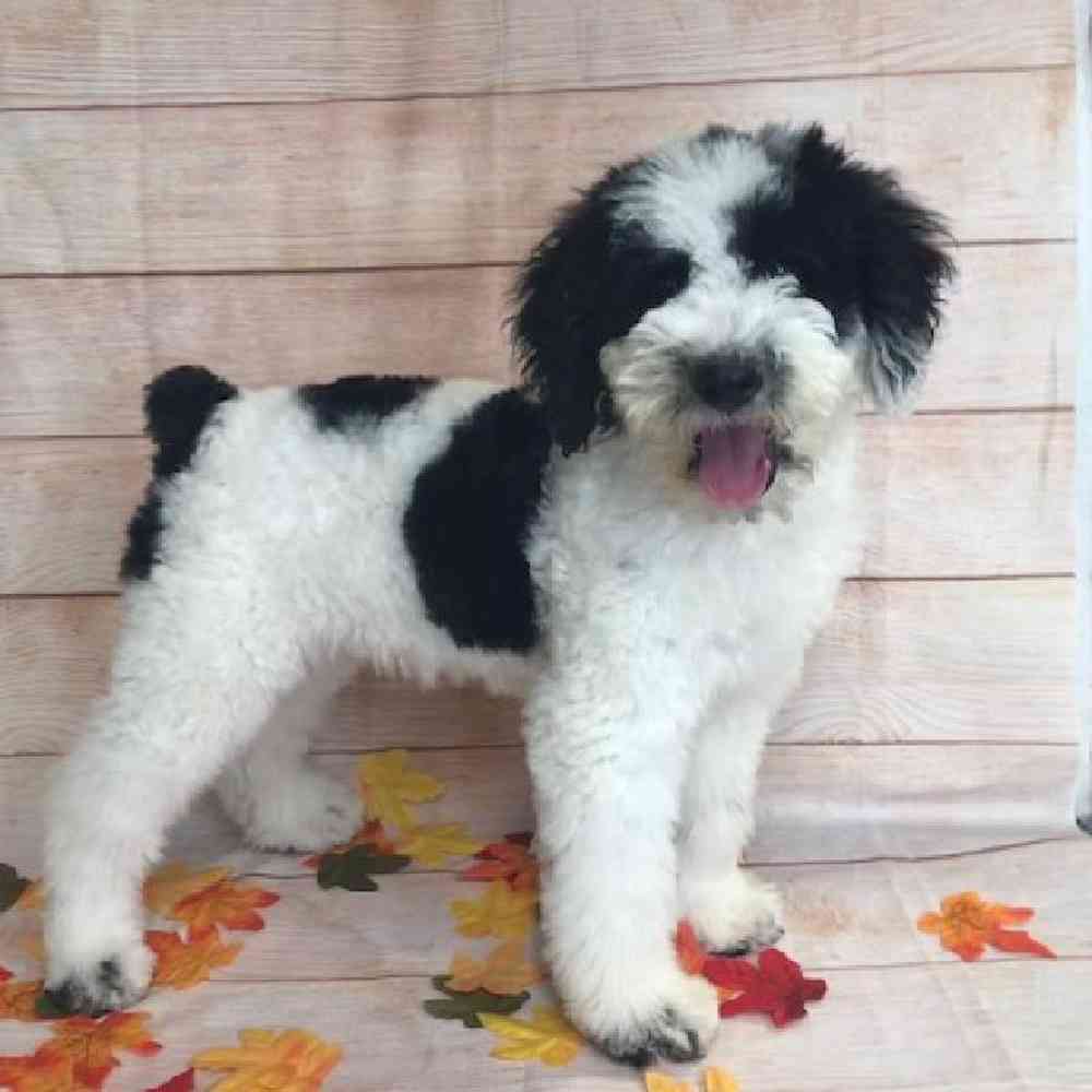 carousel pet images