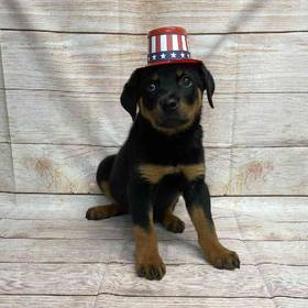 Rottweiler