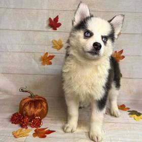 Pomeranian/Siberian Husky