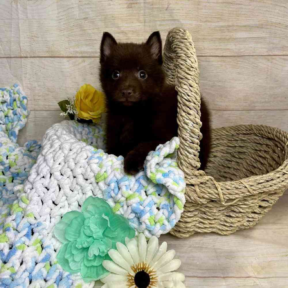 carousel pet images