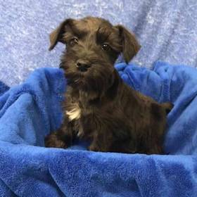Miniature Schnauzer