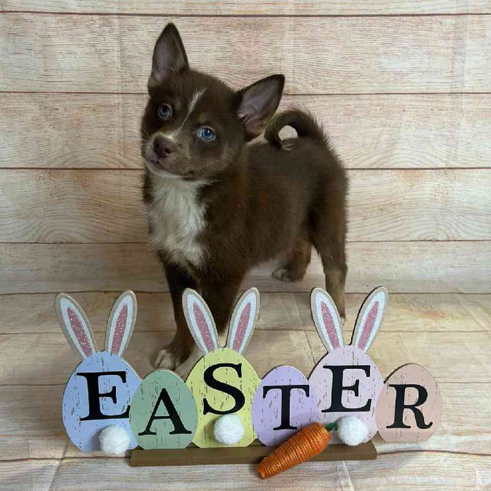 carousel pet images