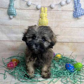 ShihTzu/Poodle
