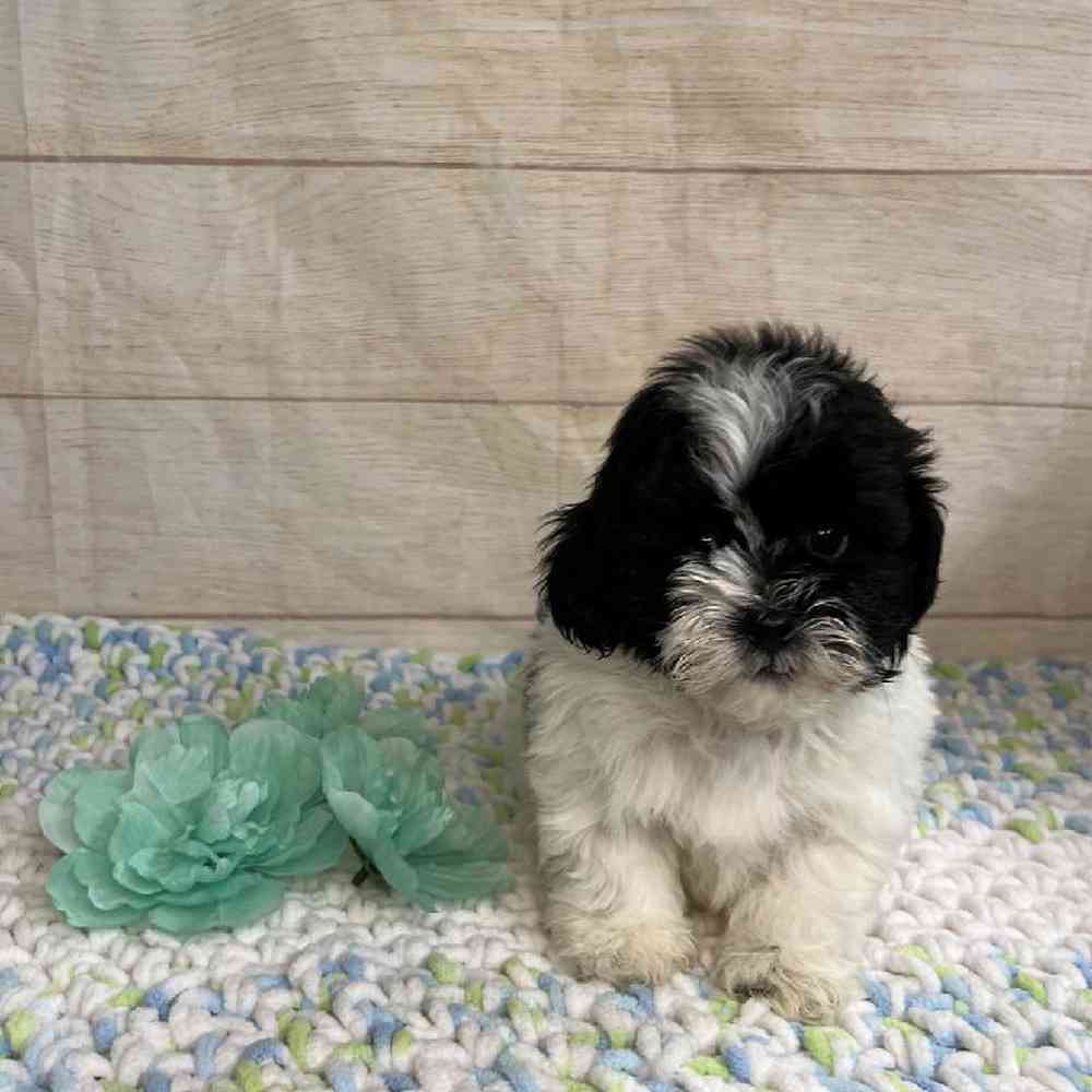 carousel pet images
