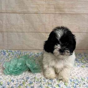 ShihTzu/Poodle