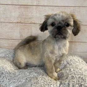 Shih Tzu