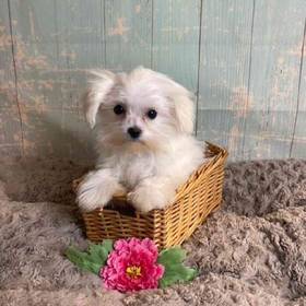 Maltese-Poodle