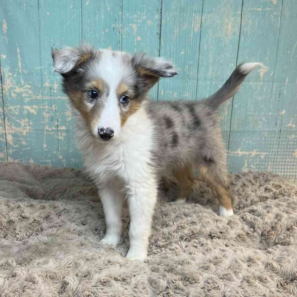Image of a pet breed in the gallery