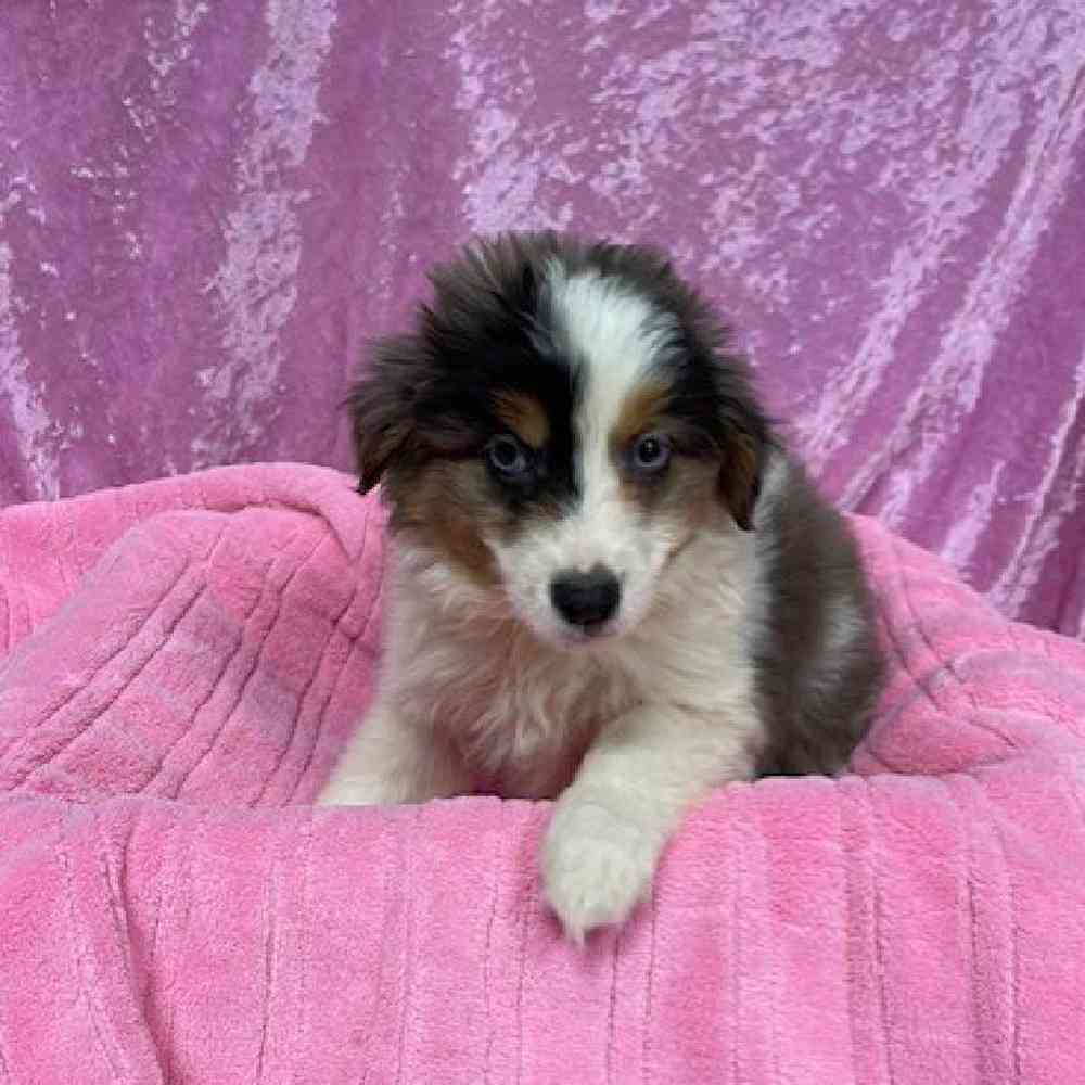 carousel pet images