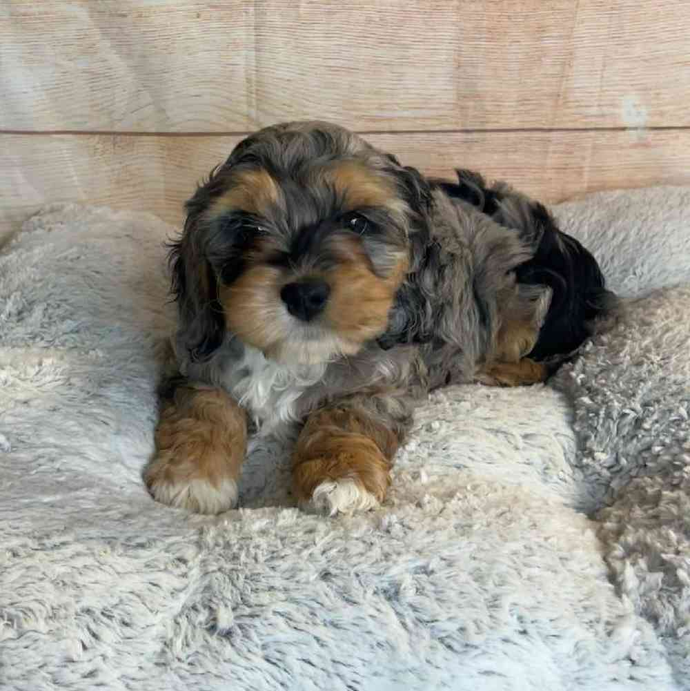 carousel pet images