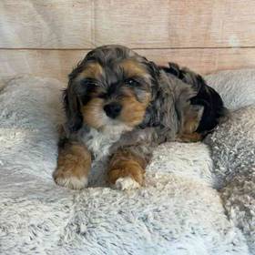 Cocker Spaniel/Poodle
