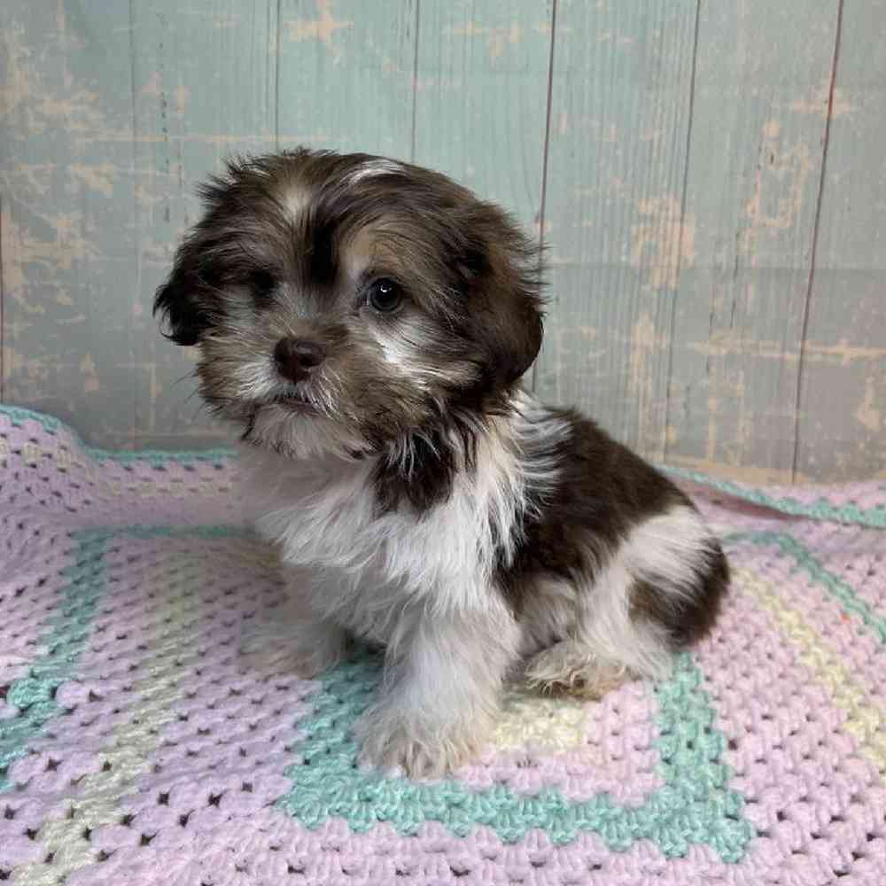 Image of a pet breed in the gallery