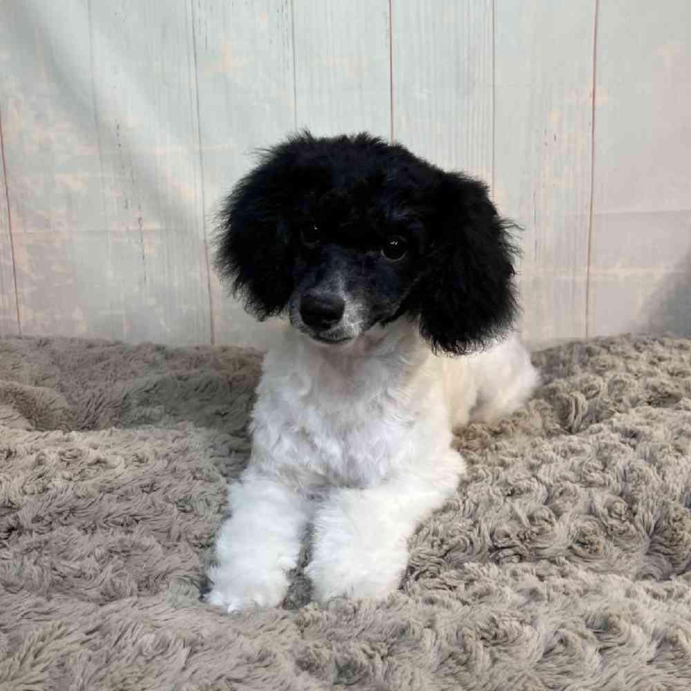 Molly, Female Mini Poodle Puppy for sale in Flint, image size:1000x1000