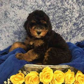 Bernese Mountain Dog/Poodle
