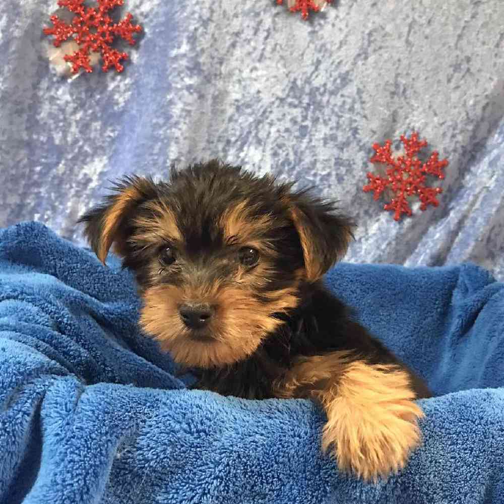 Yorkshire Terrier Puppy for sale Tullys Kennels