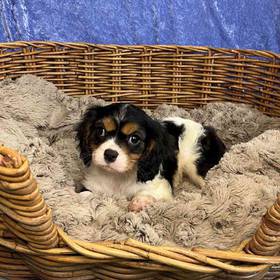 Cavalier King Charles Spaniel