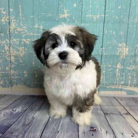 Havanese