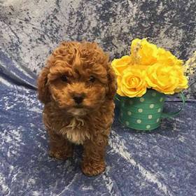 Havanese/Poodle