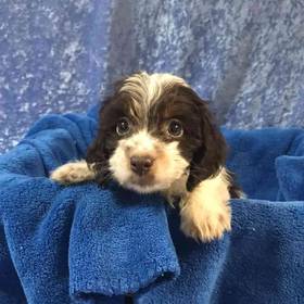 Dachshund/Poodle