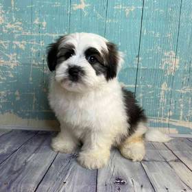 Havanese