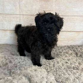 Havanese/Poodle