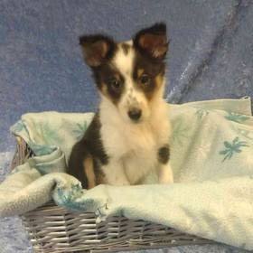 Shetland Sheepdog